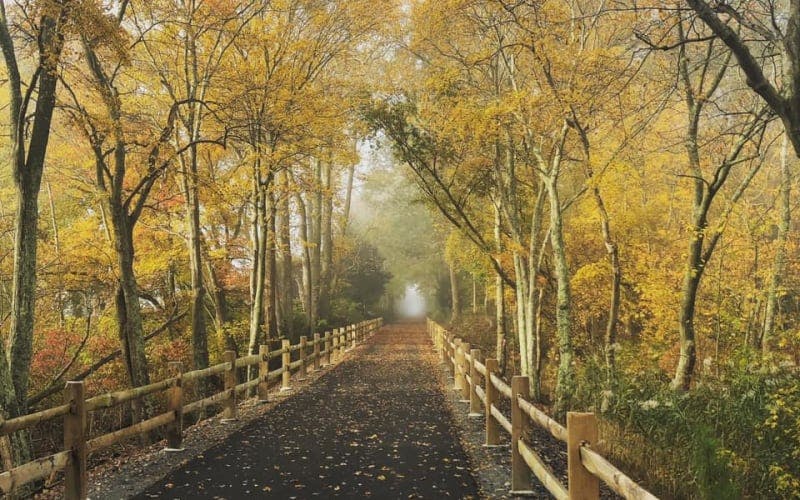 road in the forest during Autumn